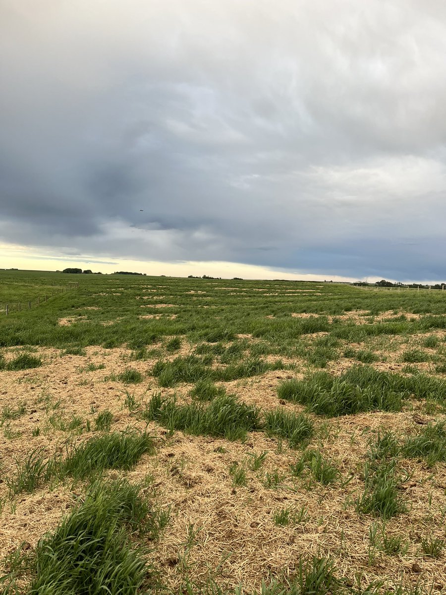 ChanceyGuichon's tweet photo. Bale grazing trial on wheat stubble was a raging success. Easy, effective way to get a little bit of pasture established in drought conditions. https://t.co/6JVeXkYyfW