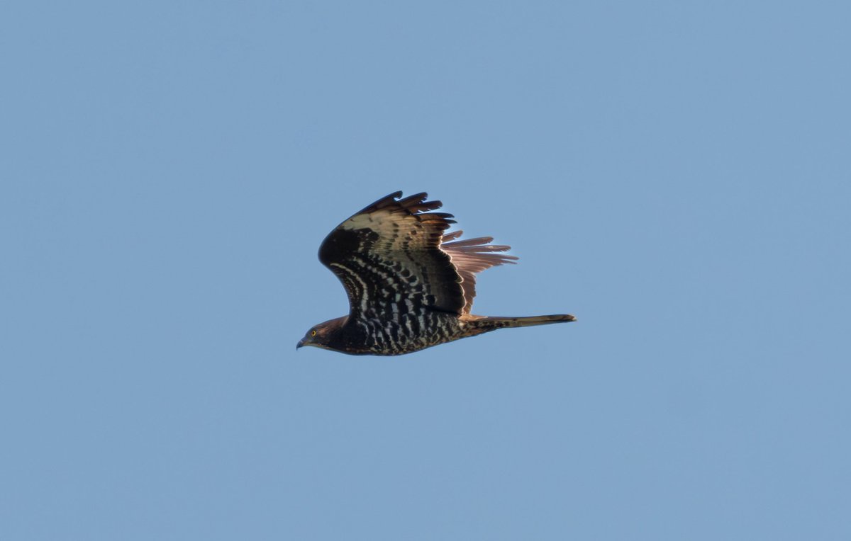 Shaun Evans (@sevans1032) on Twitter photo Few pics of the Honey Buzzard that flew through Shapwick Heath today 02.06.25 <a href="/bto_somerset1/">bto_somerset1</a> <a href="/AvalonMarshes/">Avalon Marshes</a> Few pics of the Honey Buzzard that flew through Shapwick Heath today 02.06.25 <a href="/bto_somerset1/">bto_somerset1</a> <a href="/AvalonMarshes/">Avalon Marshes</a>