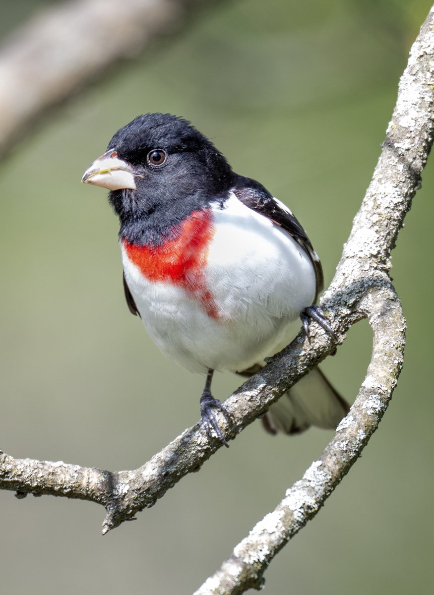 A male Rose-breasted Grosbeak snacking on a seed