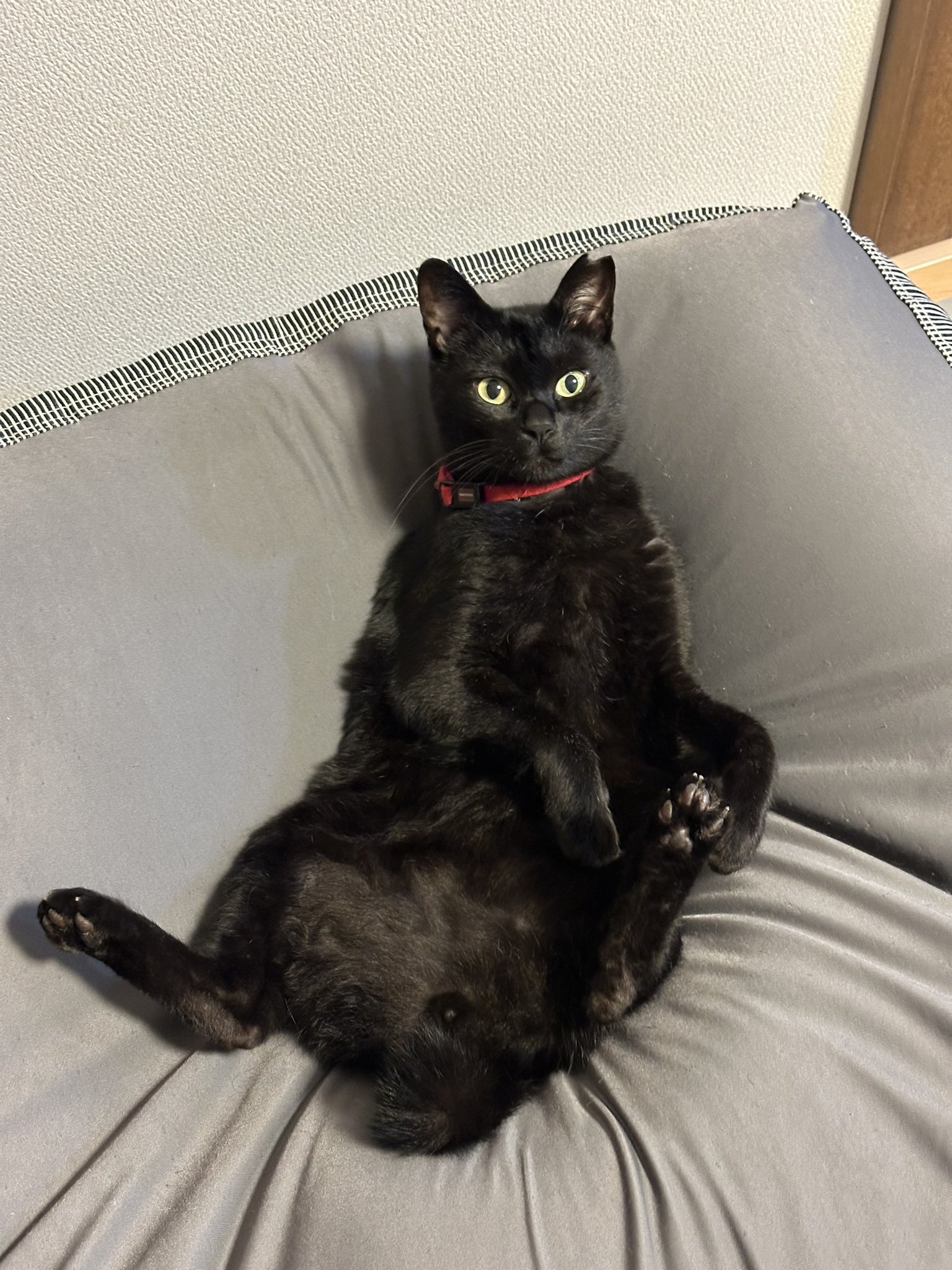 黒猫 on X: 