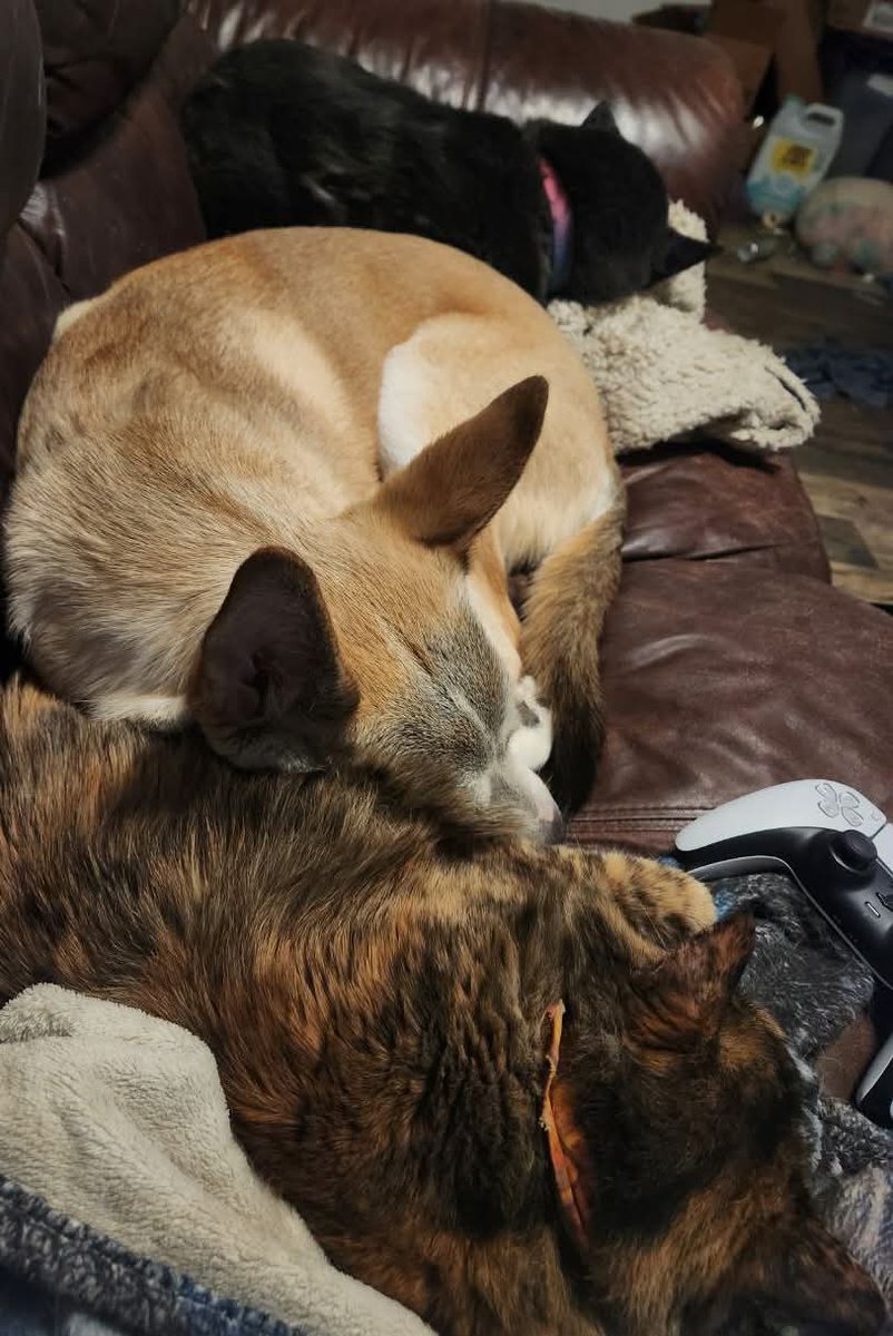 keiava1's tweet image. I can't stand living like this any longer. I've been forced to live like this for two years after she KILLED one of my dogs. Please share if you can, this is not a healthy living environment for me or the animals.
Every little bit helps ;w;
 gofund.me/a2bb7bdf