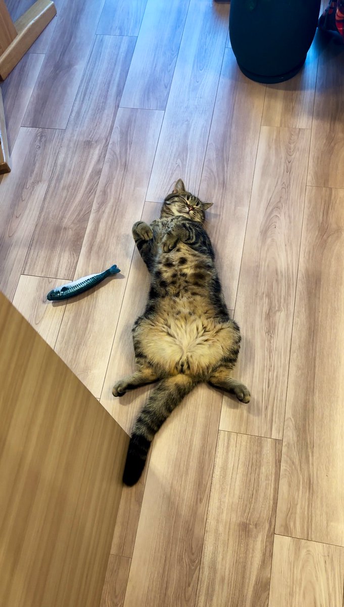 食後にサバ与えて運動させたら寝た🤭