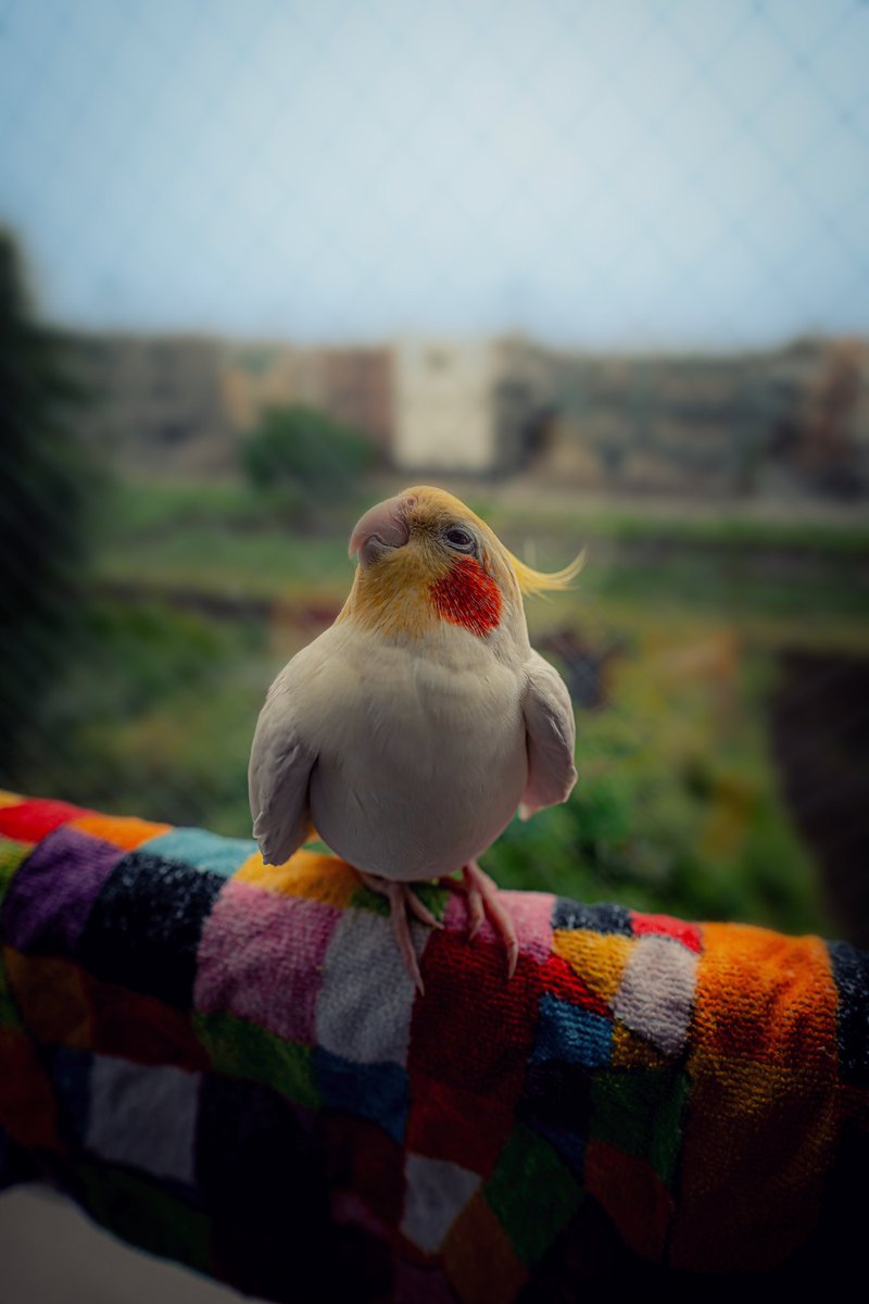 はく (@yivs8t7k4e71zmm) on Twitter photo 