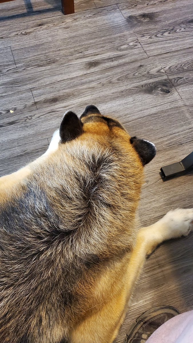 Max is all good now. He's taking a nap on the cool floor