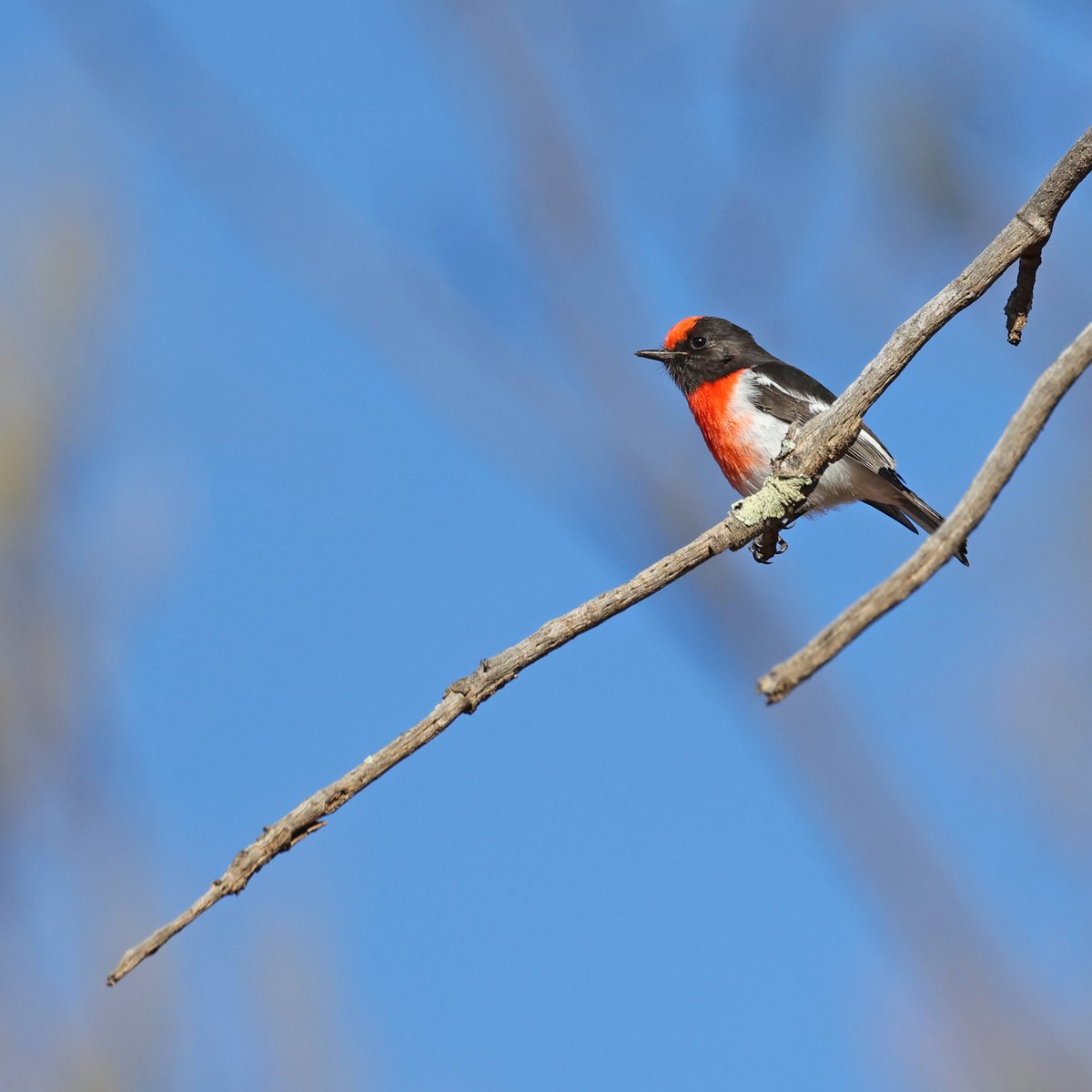 Greeting me as I arrived at Gluepot was this cheerful red-capped robin. I didn't even get out of the car for this shot 😄