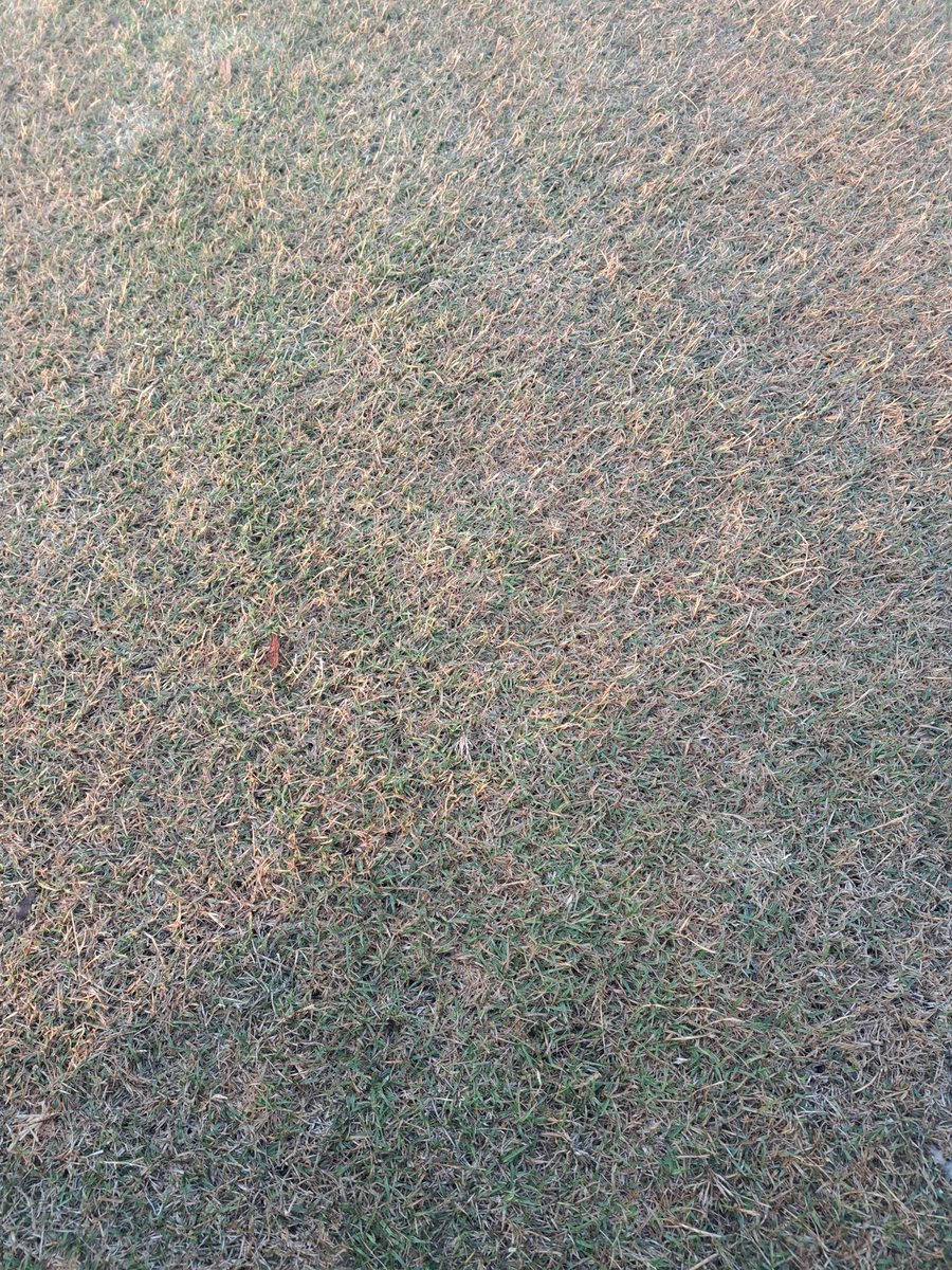 4th spray this morning. Still green. Anyone interested in a Gly resistant Bermuda?