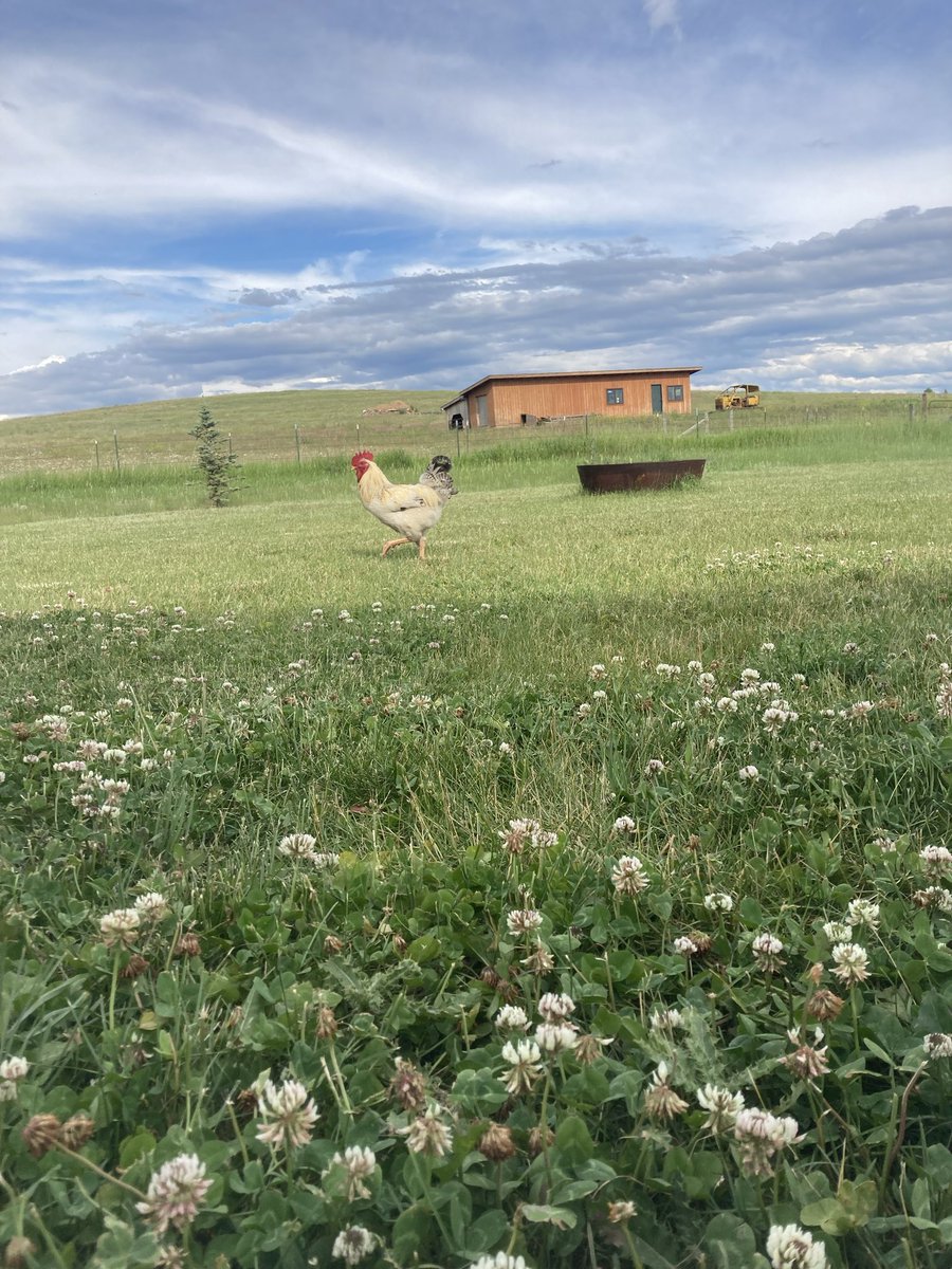 The rooster crowed, and the good life began.