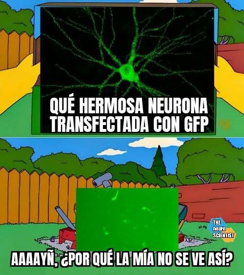 THE neuroSCIENTIST tweet media