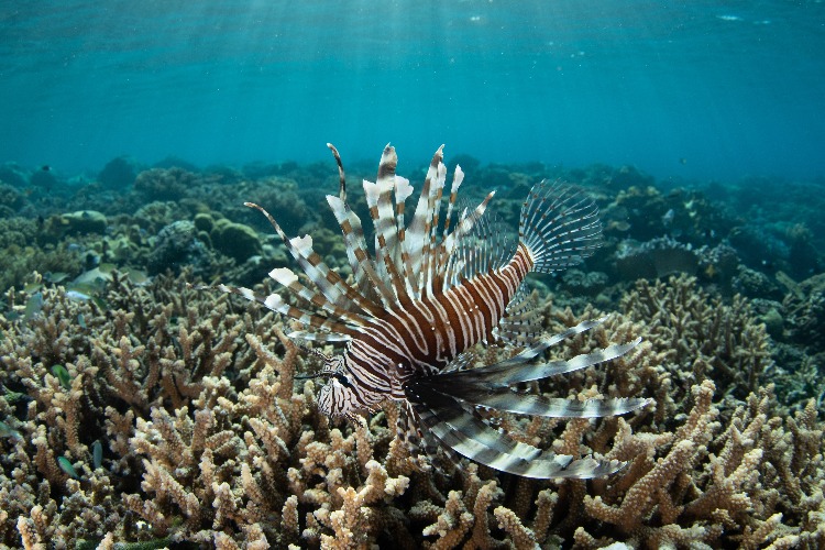 DiveMagazine's tweet image. 🐠 Think you know your ocean animals? Take our tricky wildlife ID quiz! 🌊🔍 

#MarineLife #DiveQuiz #FishID #ScubaLife 🐡🐙
 
divemagazine.com/quizzes/quiz-w…