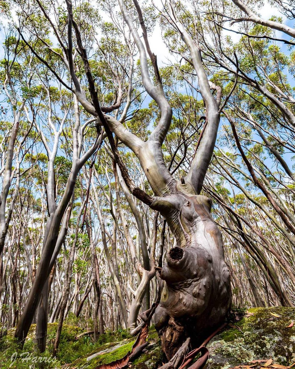 Dust off your DSLR &amp; fire up your phone – the Eucalypt Australia Photo Competition is now open!

Our 2025 theme is 'The Travel Edition' &amp; we have $600 in prizes on offer!

Details &amp; submissions: docs.google.com/forms/d/e/1FAI…

📸: 2021 Winner James Harris @c5032005

#thicktrunktuesday