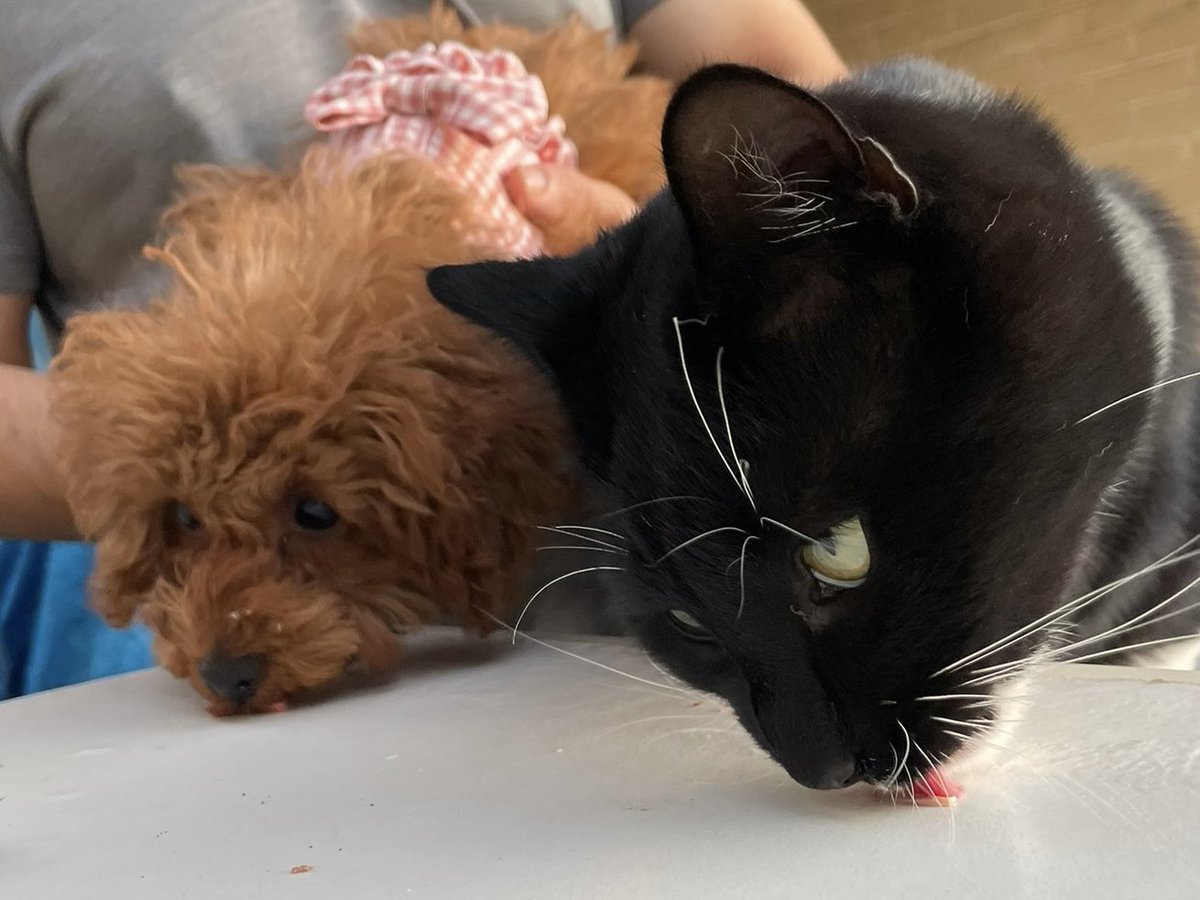 Speed-eating contest 🌭
Oreo 😺 vs Mochi 🐶