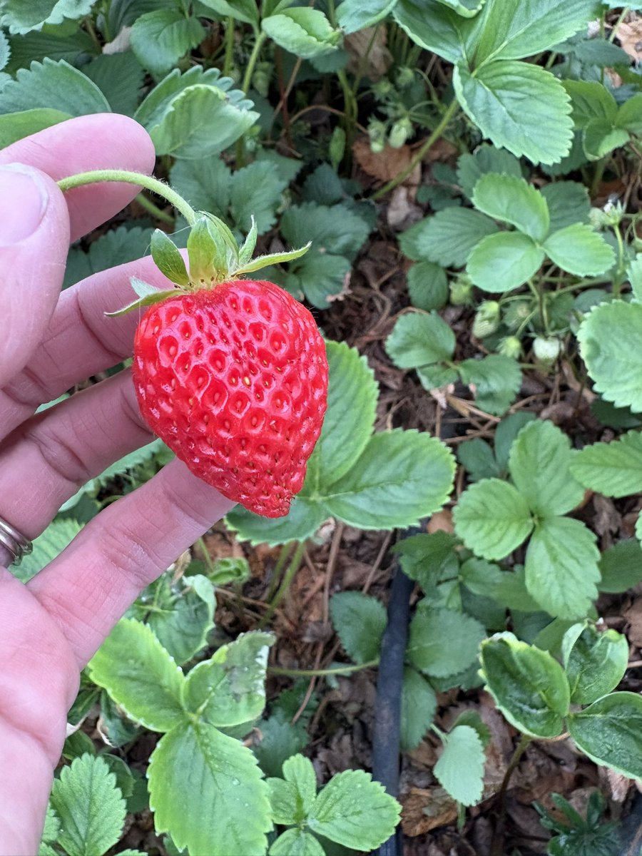 Rrrrrrrrubarb! and a strawberry!🍓 #Garden25