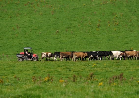 Stats_NZ's tweet image. Latest release: Rising dairy prices lift export prices.
stats.govt.nz/news/rising-da…