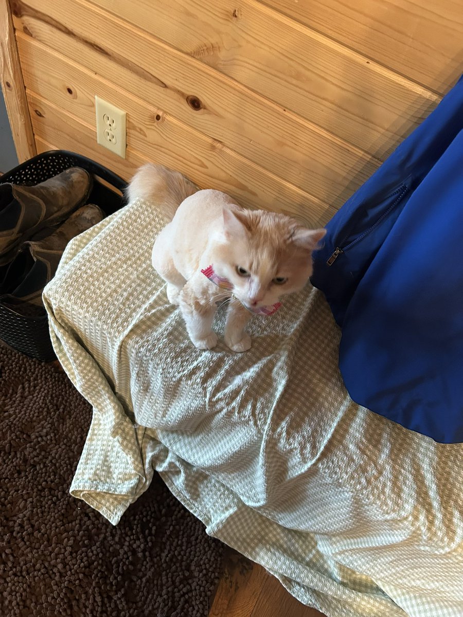 TragedyMachine's tweet photo. Was at treatment for 2 months. Fam took care of the cat. Except no one realized you had to groom long haired cats daily. She got matted and shaved and now resembles a plucked chicken. #pets #cat #mypoorbaby #furbaby https://t.co/36tJoy8Xvy