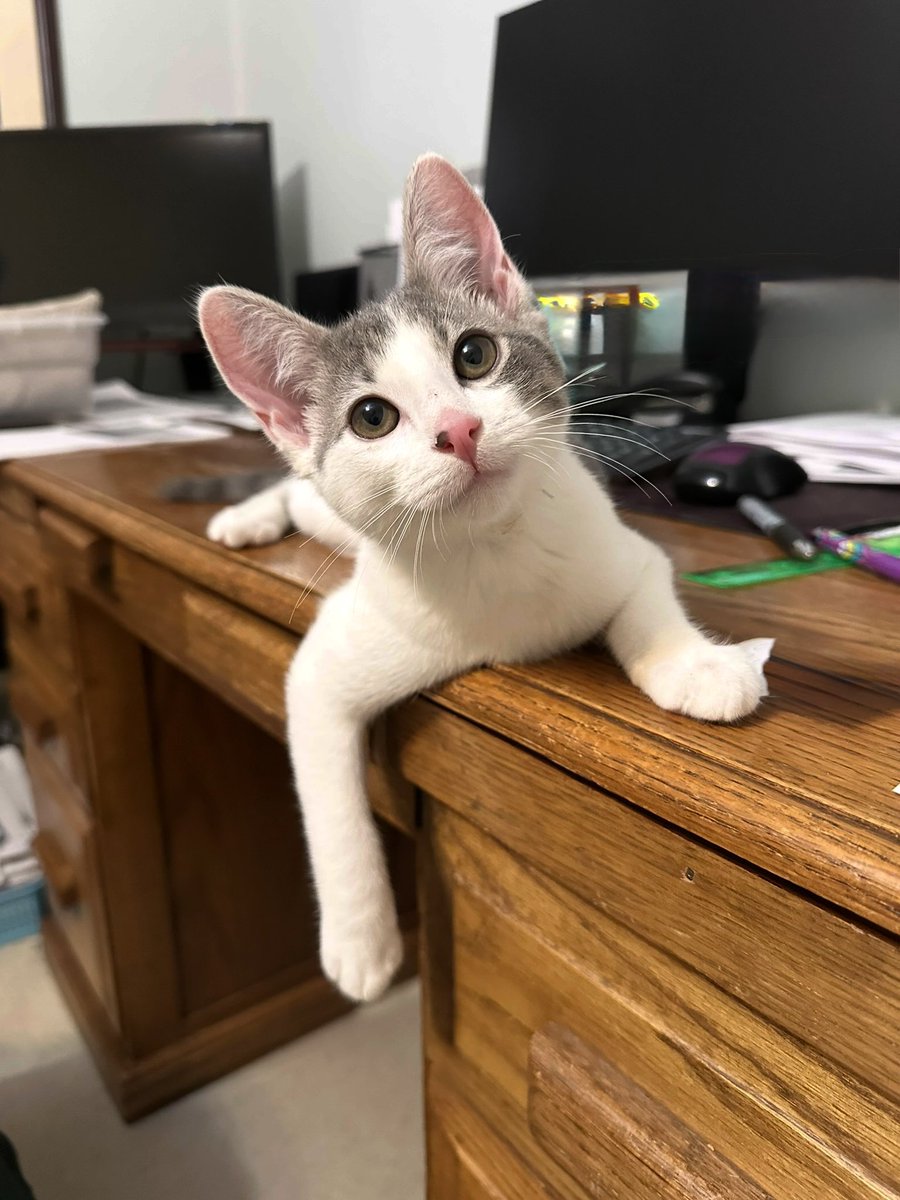 Steve Descano tweet media