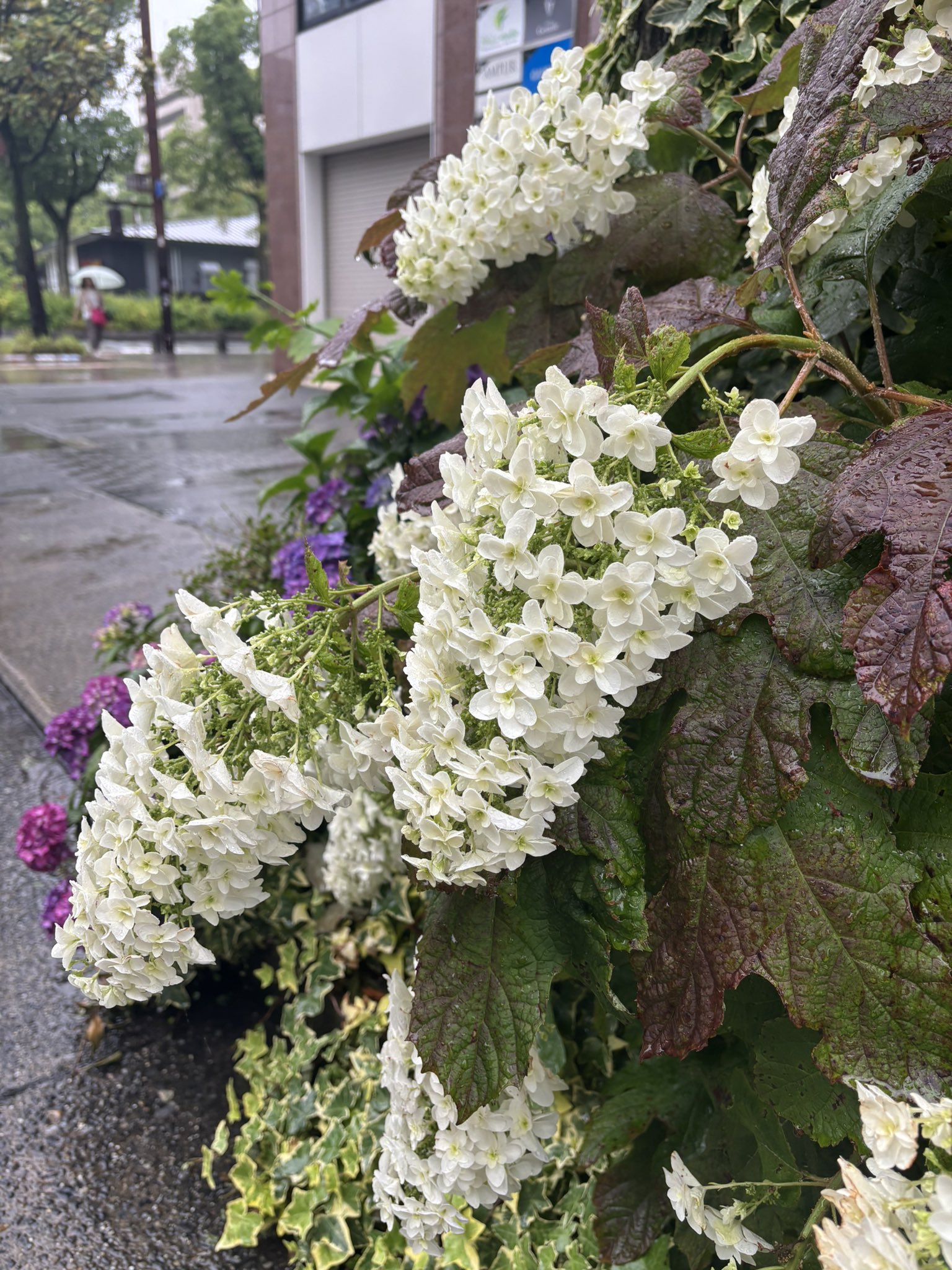 花y…ページ•*¨*•.¸♬︎ 大津通の花 - البحث / X