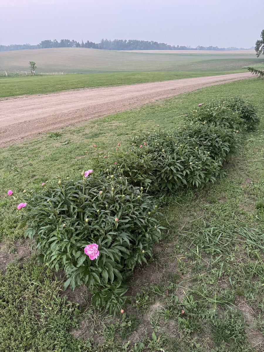 Still working on the grass and not sure why grandmas flowers look like they went to hell and back, but here’s some pink for ya