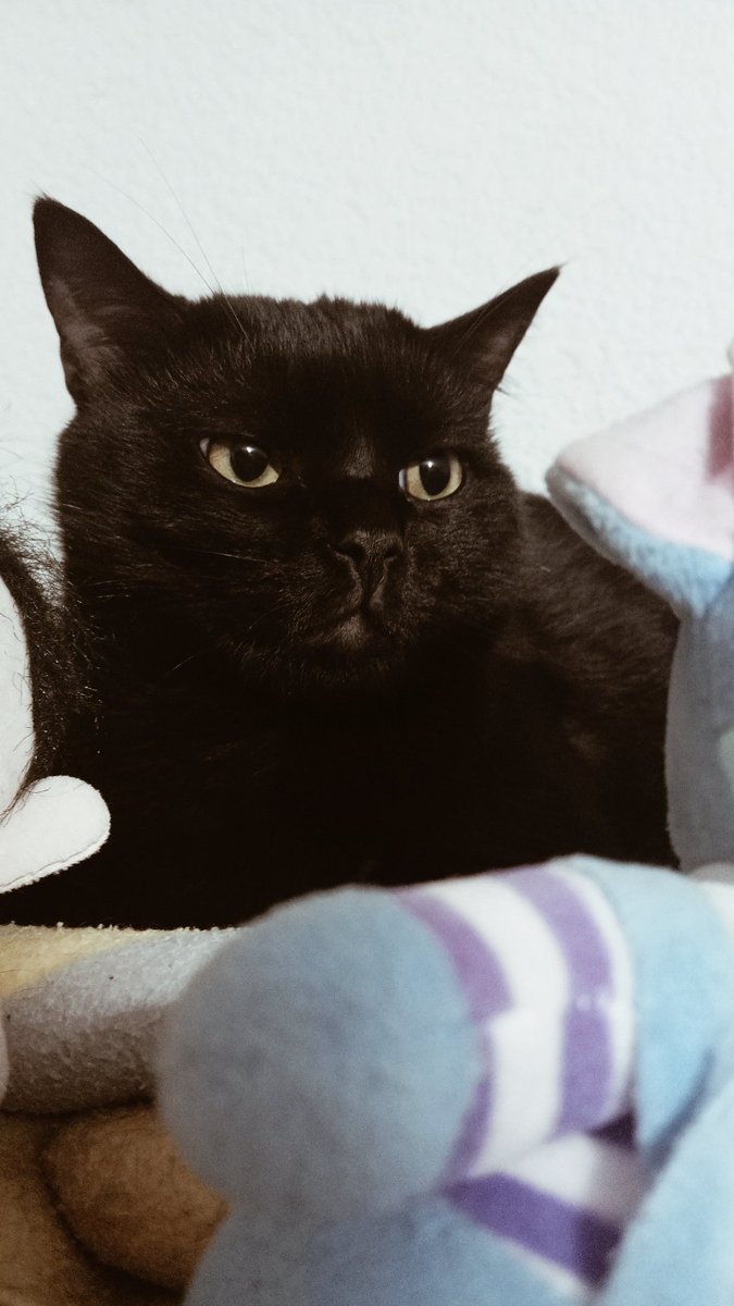 yo los veo y no sé como pueden ser tan hermosos