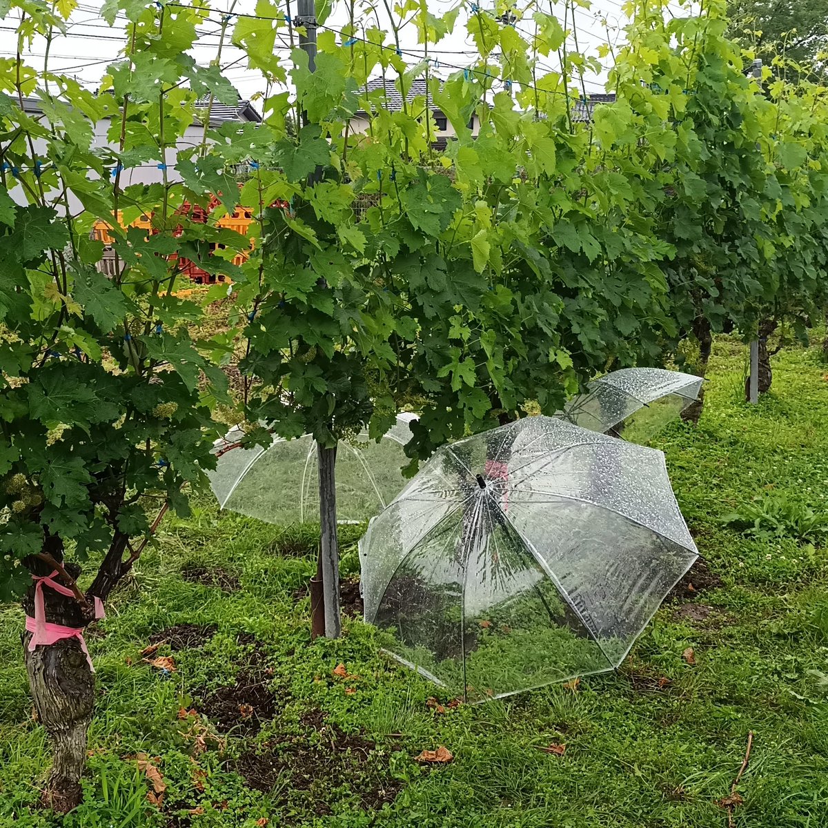 雨が降っていても土いじりを止めない猛者たち
実験のためなら雨天決行！
ちなみに、朝8時です・・・
山梨大の学生、ほんまに真面目ですよ！
#シン・山梨大学ワインプロジェクト