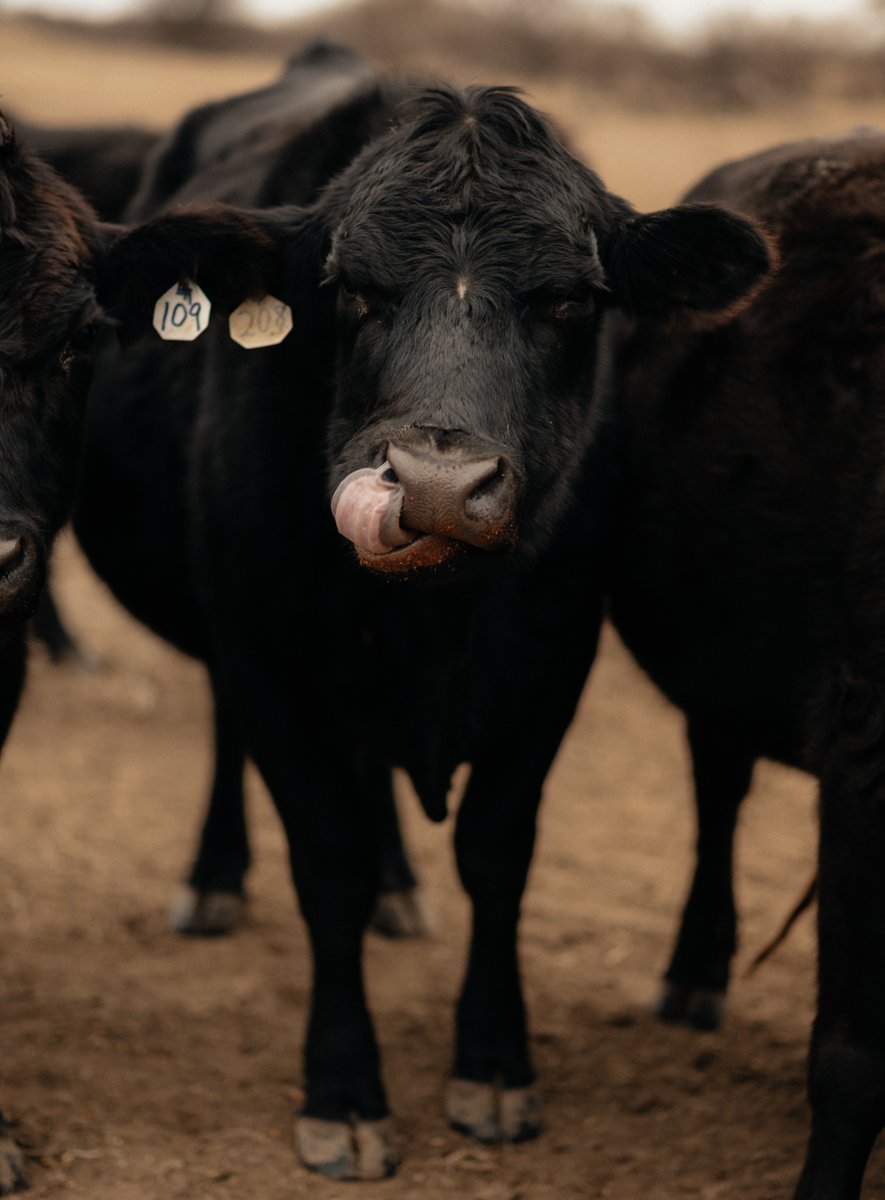 K-State Research and Extension (@kstatere) on Twitter photo How are consumers feeling about their finances and how is it impacting the amount of meat they consume? K-State livestock economist Glynn Tonsor explains what he's seeing from his recent Meat Demand Monitor and how the cattle market is doing.
<a href="/TonsorGlynn/">Glynn Tonsor</a>
agtodayksu.libsyn.com/1944-cattle-de… How are consumers feeling about their finances and how is it impacting the amount of meat they consume? K-State livestock economist Glynn Tonsor explains what he's seeing from his recent Meat Demand Monitor and how the cattle market is doing.
<a href="/TonsorGlynn/">Glynn Tonsor</a>
agtodayksu.libsyn.com/1944-cattle-de…