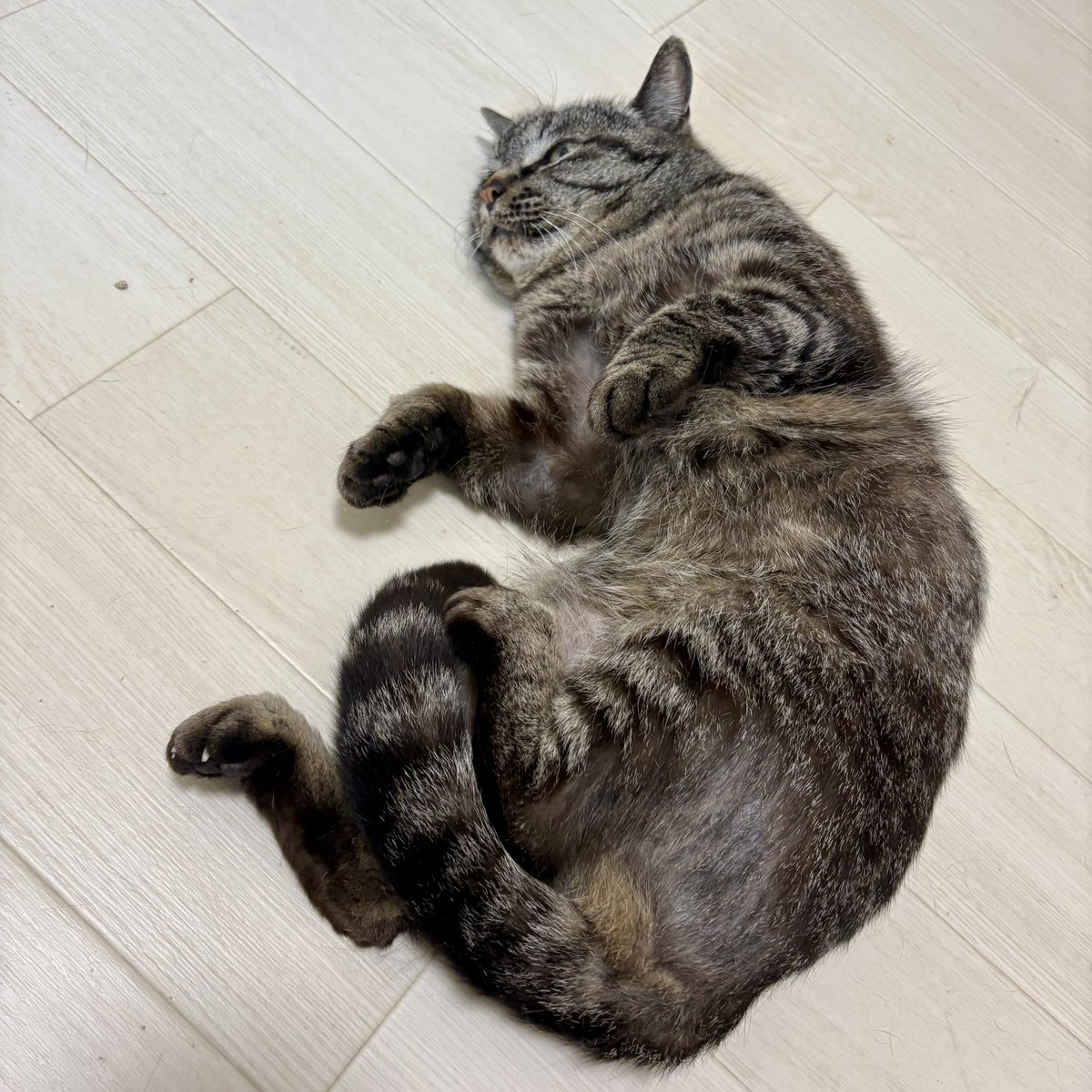 撫で待ﾁｬ
 #ｷｰﾁｬの家猫修行