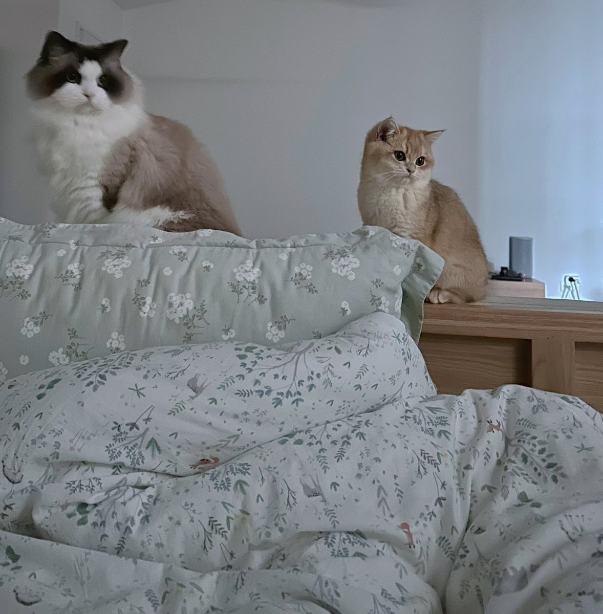喝咖啡看景陪猫猫。
昨晚看到《小巷人家》的大结局，他们买下了厂里分的很小的房子，一家人激动得不行。然后想到自己……真好啊，当年离开原单位，丢弃警察身份，来到澳洲是多么好的选择。
很难想象曾经一无所有的自己，还可以住进这么大景色这么好的房子里，过着没有领导没有任务没有早起的自由自在的生活。
感恩。
当然，徐做的一切的决定才是最重要的。