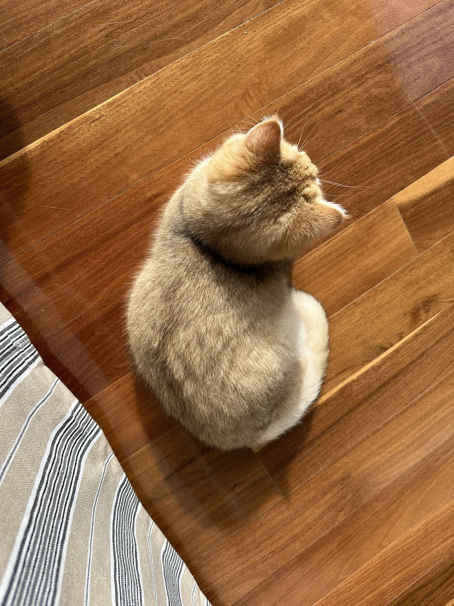 喝咖啡看景陪猫猫。
昨晚看到《小巷人家》的大结局，他们买下了厂里分的很小的房子，一家人激动得不行。然后想到自己……真好啊，当年离开原单位，丢弃警察身份，来到澳洲是多么好的选择。
很难想象曾经一无所有的自己，还可以住进这么大景色这么好的房子里，过着没有领导没有任务没有早起的自由自在的生活。
感恩。
当然，徐做的一切的决定才是最重要的。