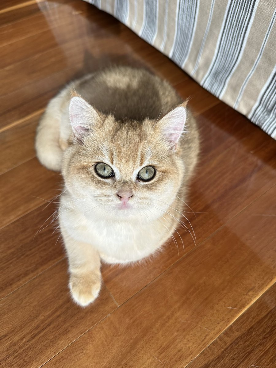 喝咖啡看景陪猫猫。
昨晚看到《小巷人家》的大结局，他们买下了厂里分的很小的房子，一家人激动得不行。然后想到自己……真好啊，当年离开原单位，丢弃警察身份，来到澳洲是多么好的选择。
很难想象曾经一无所有的自己，还可以住进这么大景色这么好的房子里，过着没有领导没有任务没有早起的自由自在的生活。
感恩。
当然，徐做的一切的决定才是最重要的。
