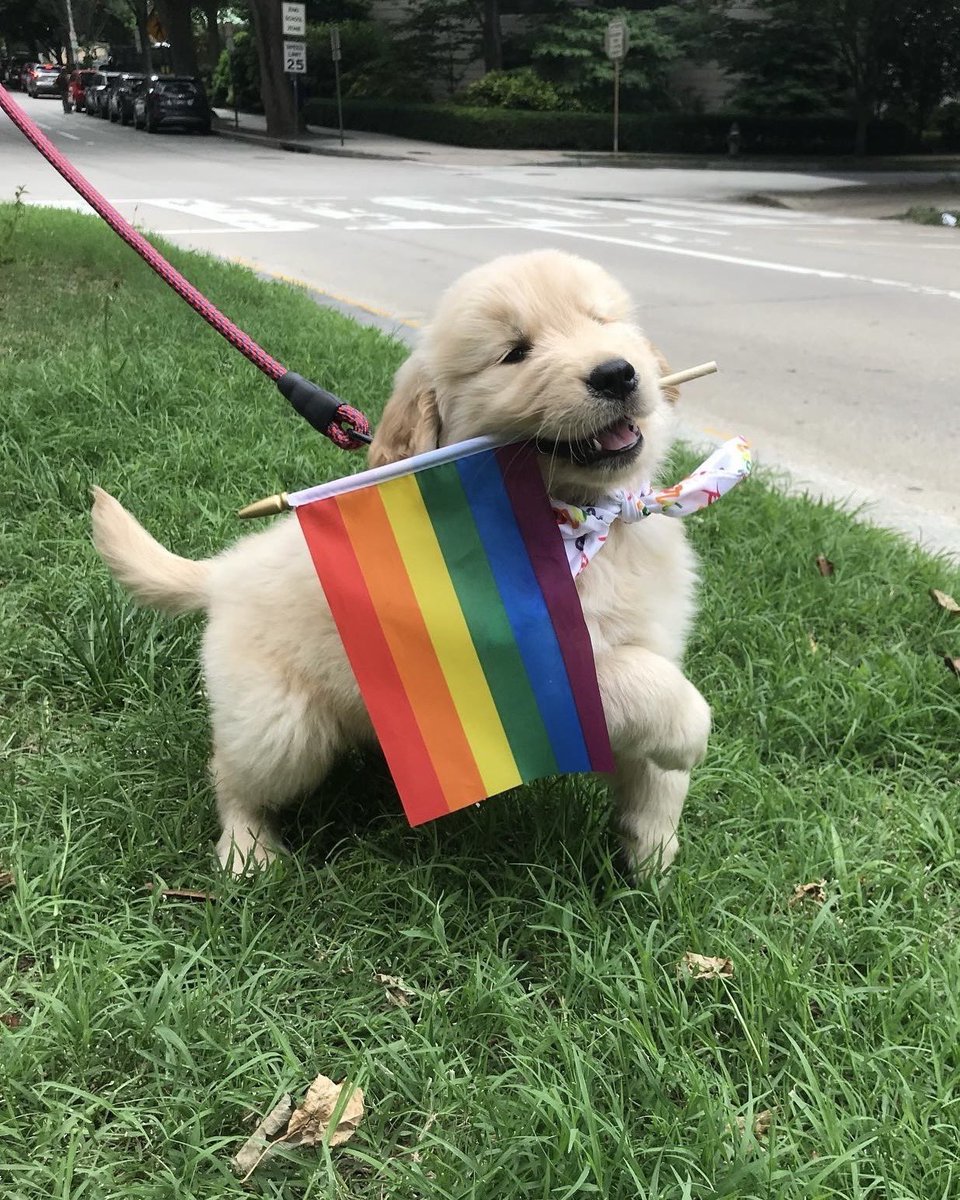 happy pride month to all of the gay people who are also animals 🏳️‍🌈🏳️‍⚧️🐾