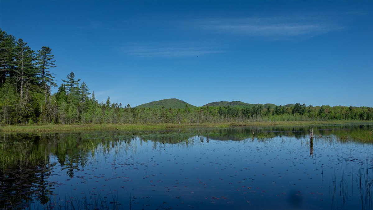 WildAdks's tweet photo. Heron Marsh from the Heron Marsh Trail at the Paul Smith’s College VIC, Franklin County, NY (28 May 2025). https://t.co/UzBYlyWOeW #HeronMarsh #springwatchAdirondacks #PSCVIC https://t.co/p9wjlkjcox