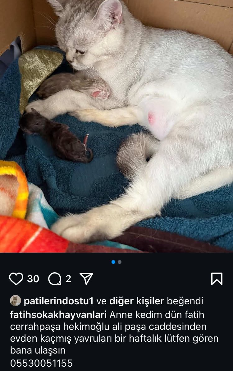 FATİH CERRAHPAŞA‼️ 

ANNE KEDİ EVDEN KAÇMIŞ ‼️

‼️ACİL KAYIP ANNE KEDİ‼️‼️ 05530051155

Geri dön evine annem🥹