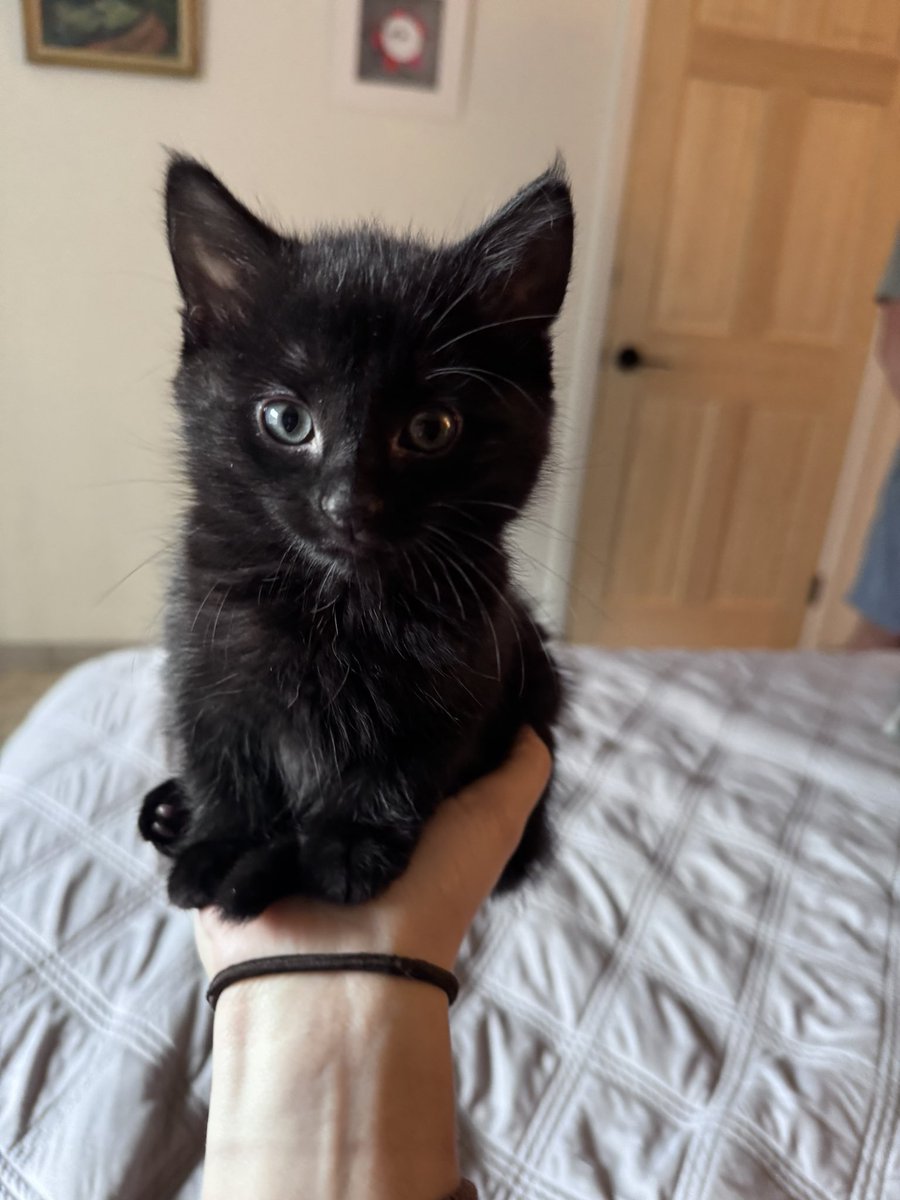 Taking care of your mental health is super important, especially at a time like this. So here is a cat that fits in the palm of my hand.