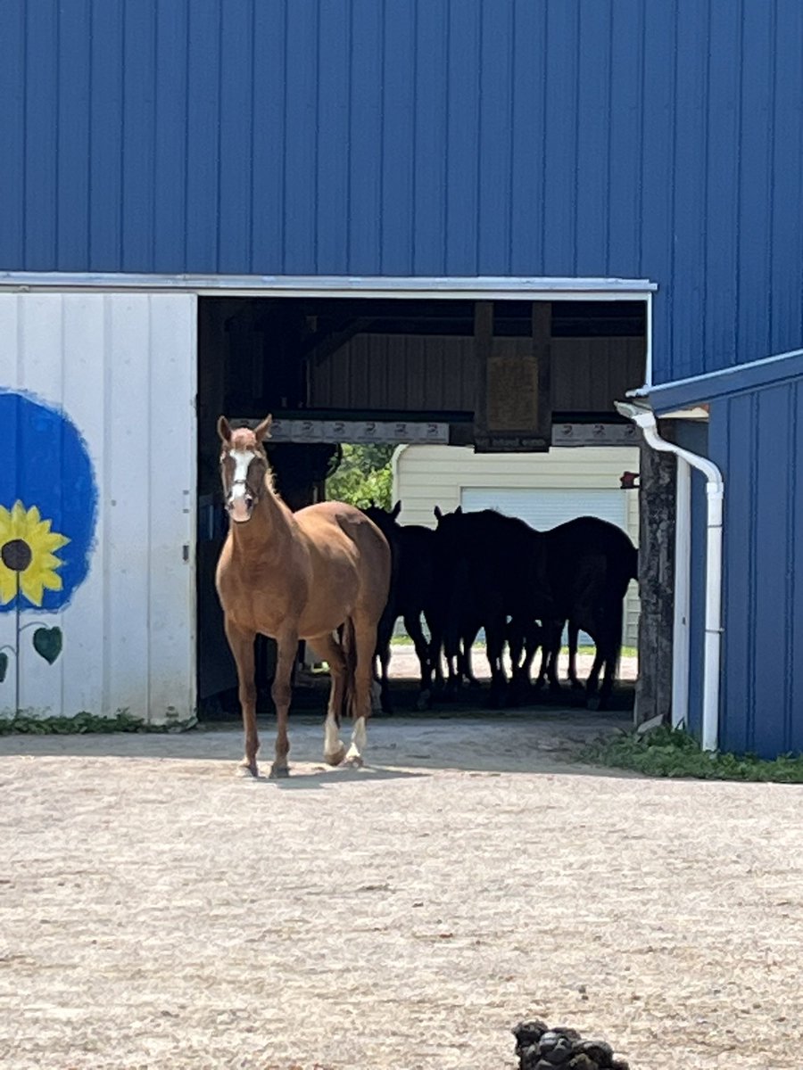 “None shall pass!” Says Alpha Heat, guardian of the herd <a href="/MimsRetirement/">Our Mims Retirement Haven (OMRH)</a>
