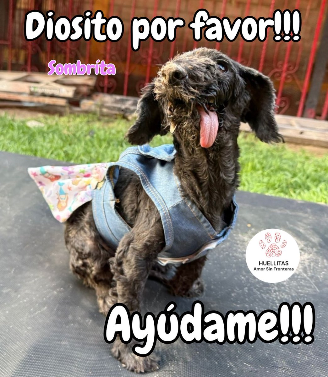 Se han olvidado de que existimos!!!!

Mañana termina el hot sale y no hemos logrado juntar alimento ni para la semana 😭😭😭💔

Por favor gente bella queríamos juntar lo mas posible para no estar sufriendo por semana.

Pero pss no se a logrado!!!

AYUDEN AYUDEN

Somos miles de