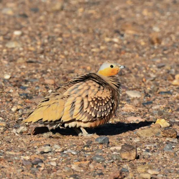 GlobalBirdingS's tweet photo. Birdwatching Morocco Tours has availability for trips to Morocco in September and October. See link below:
https://t.co/Zje1mdDWwV
#birdsphotography #birdsoftwitter #Morocco #BirdsUp #birds #birding #travel #LOrealParisTHxBecky #deprem #TikTok #LingOrm #SweetAshley #SB19 #KHUNPOL https://t.co/dmfCH8ZEsW