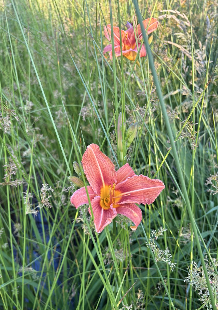Some local characters near the edge of the pond