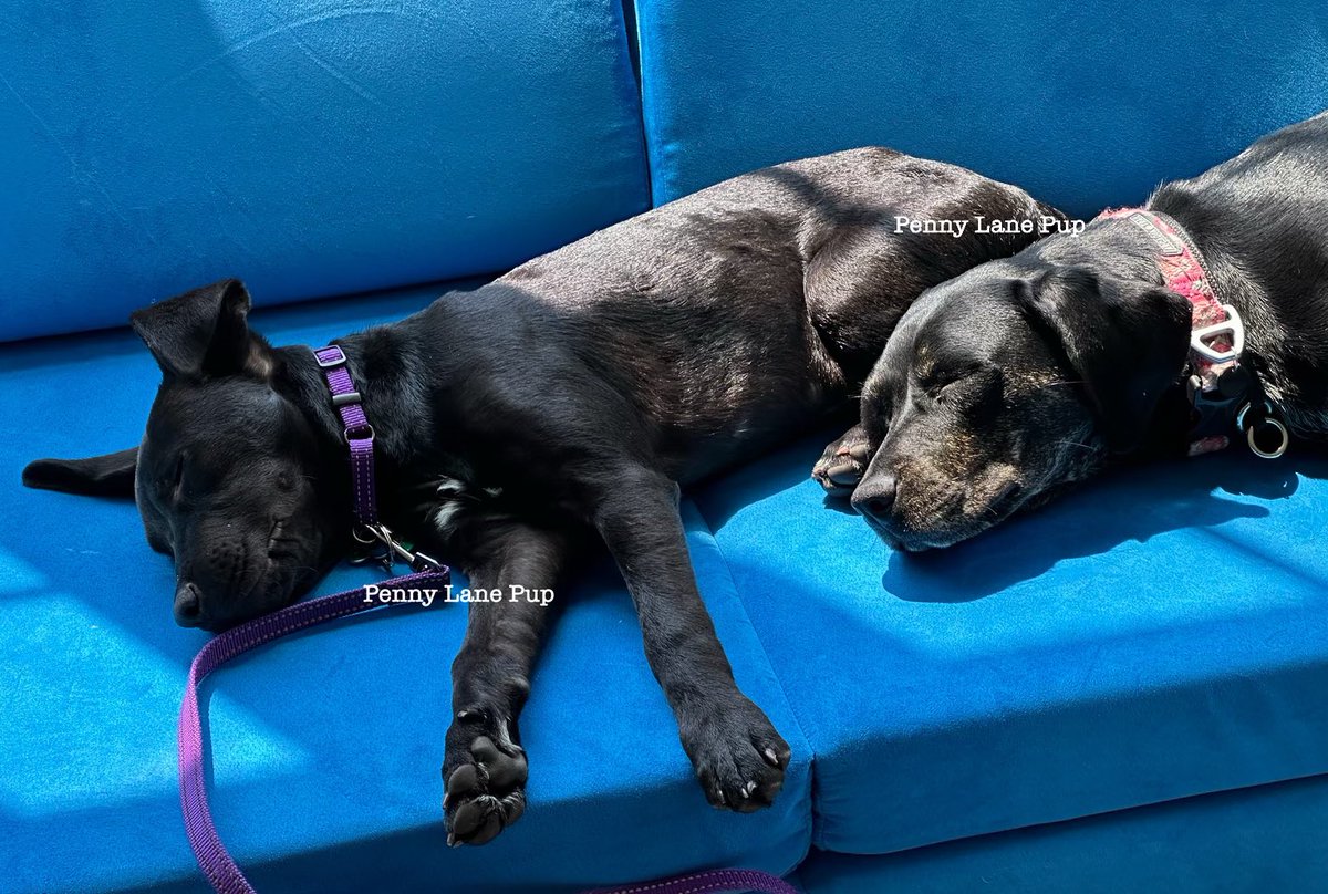 Besties! 🥰
#sterling #lunatoo