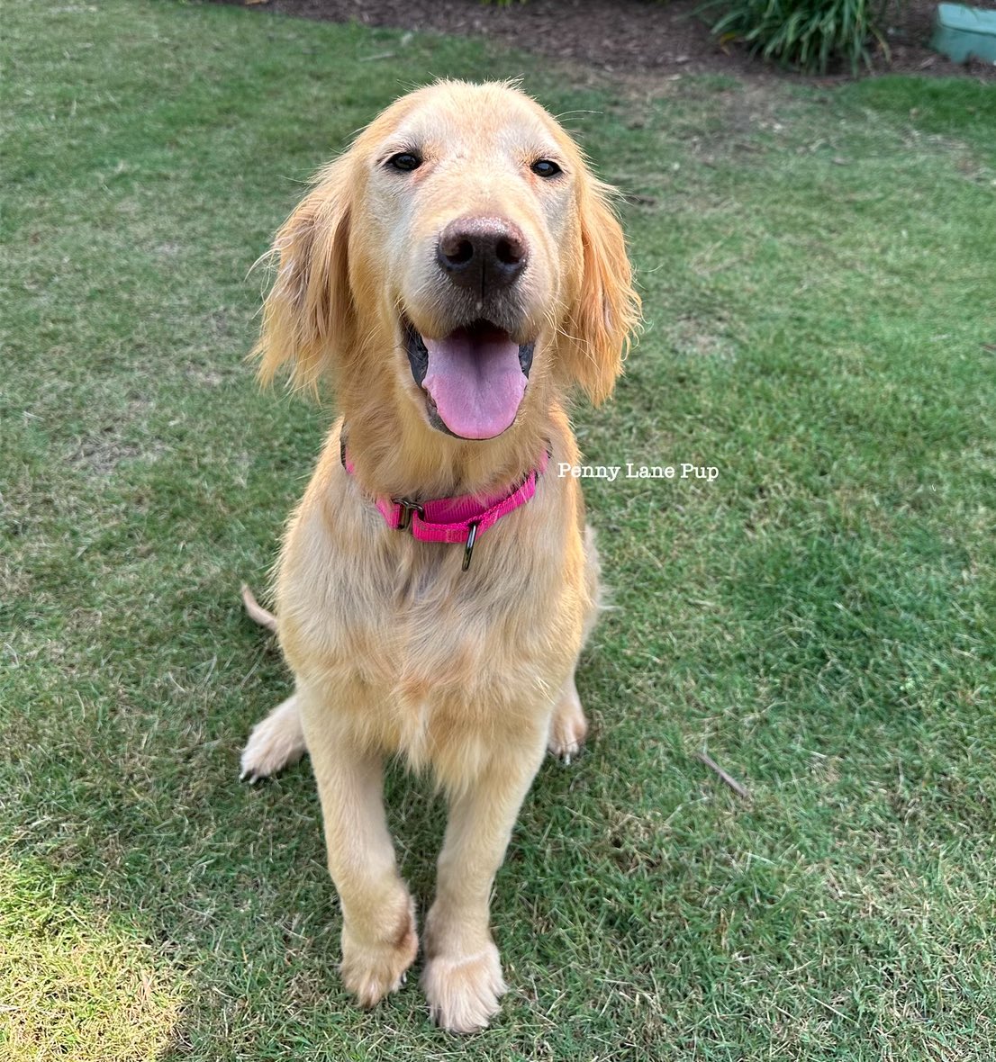 Buttercup was all smiles today!
#buttercup #fosterpup