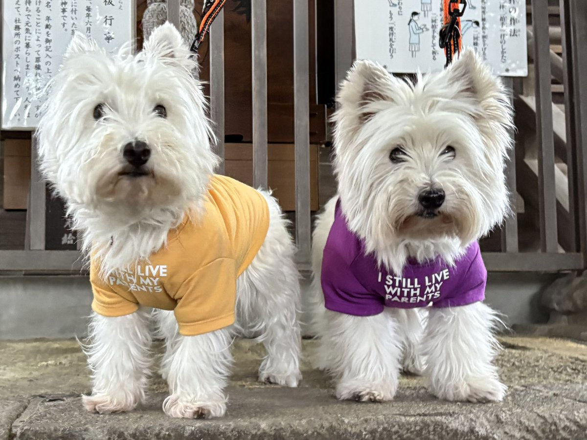 雨降る前に朝んぽ行けたよ🐾🐾
今日も楽しく過ごそうね😊
#ウエストハイランドホワイトテリア  #ウエスティ #WESTIE #westhighlandwhiteterrier  #犬のいる暮らし