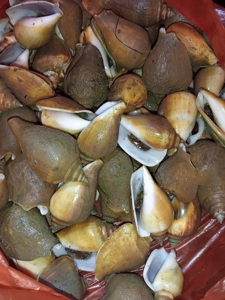 Pangsan Sibungsu Harahap tweet media