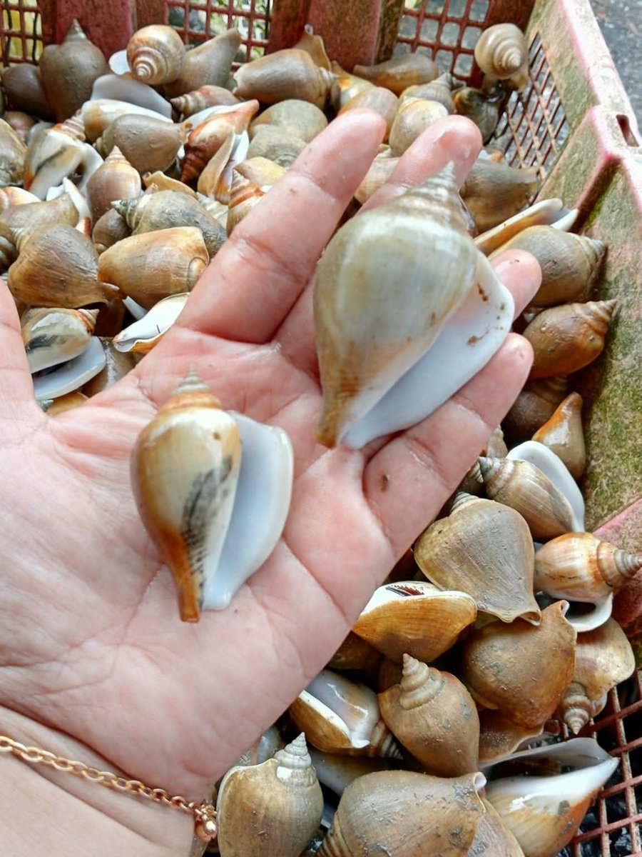 Pangsan Sibungsu Harahap tweet media