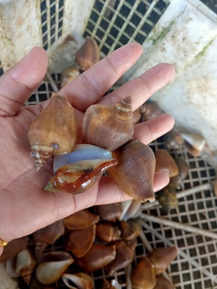 Pangsan Sibungsu Harahap tweet media