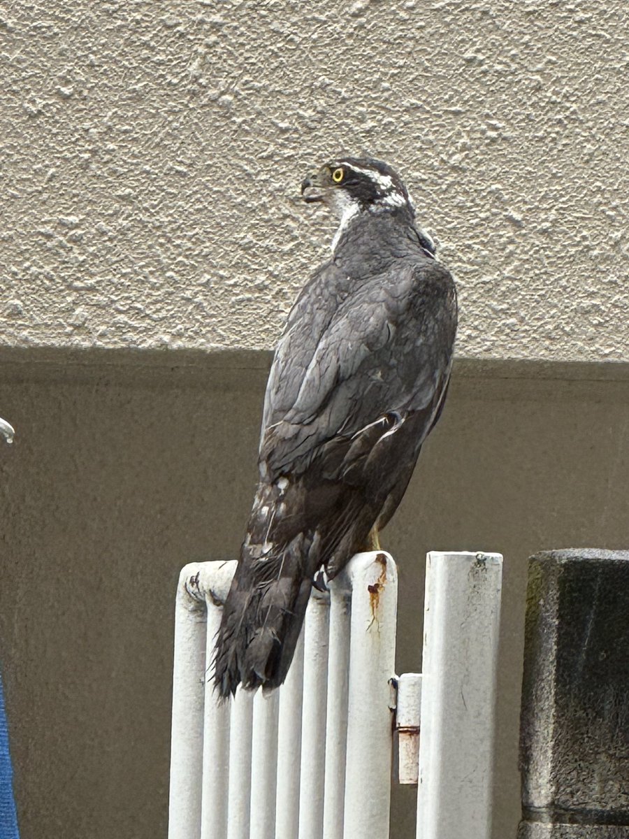 nage0829's tweet photo. 会社の前でカラスを追いかける鷹のような鳥！東京都国分寺にこんな鳥が居るんですね https://t.co/4JGk6OFNJD