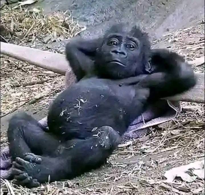 Dreto2910's tweet photo. @it_Rutie @Naija_PR When e reach time to beat all this business men wey say God call dem…abeg🤲 mak una leave dis one wey say him and God drink tea 🍵 for me https://t.co/B7uDI8DK69