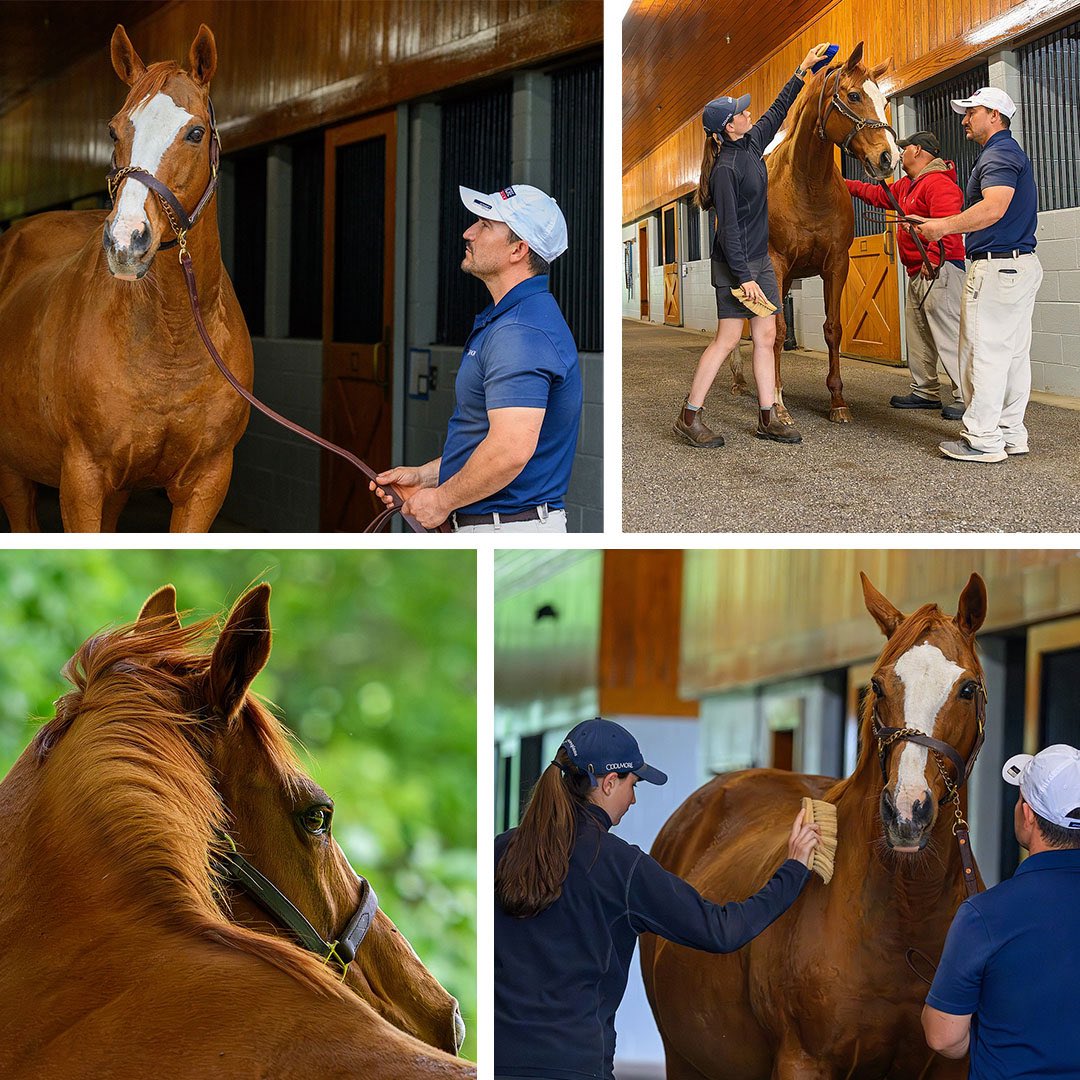 BloodHorse tweet media