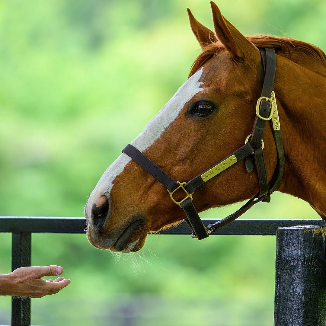 BloodHorse tweet media
