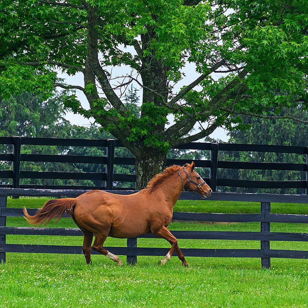 BloodHorse tweet media