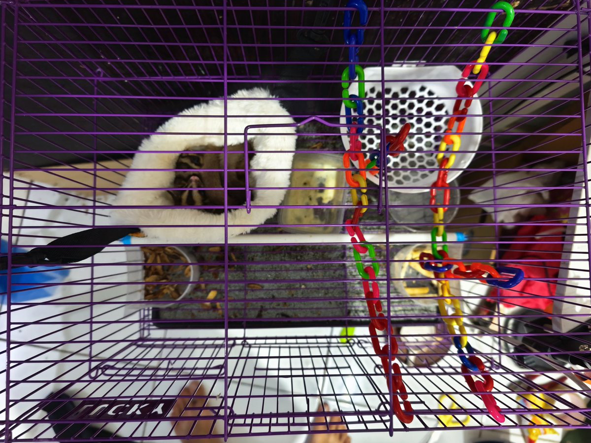 Vincent_Ciu's tweet photo. Di Jual Cepat Sepasang Sugar Glider. 
Jantan 1+
Betina 7+
Bonus lengkap
- kandang
- makanan
- tas SG
- gunting kukunya dan pasir

Price 850 ribu. (Kalo gak nego lagi full kasih semua bonisnya )

Lokasi Tangerang Kota bisa COD. 

#Sugarglider #Wts #CodTangerang https://t.co/MEIuBHN0ie