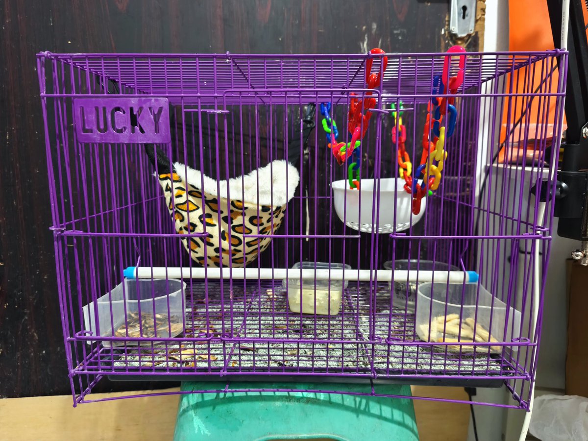 Vincent_Ciu's tweet photo. Di Jual Cepat Sepasang Sugar Glider. 
Jantan 1+
Betina 7+
Bonus lengkap
- kandang
- makanan
- tas SG
- gunting kukunya dan pasir

Price 850 ribu. (Kalo gak nego lagi full kasih semua bonisnya )

Lokasi Tangerang Kota bisa COD. 

#Sugarglider #Wts #CodTangerang https://t.co/MEIuBHN0ie
