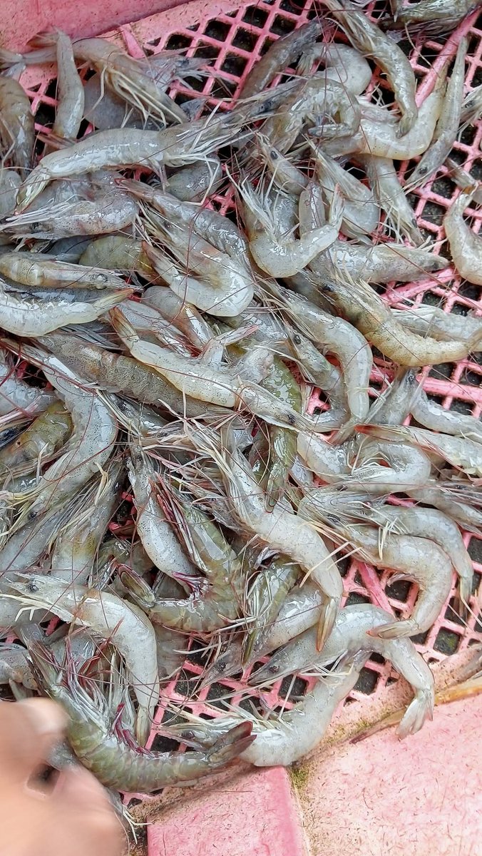 Pangsan Sibungsu Harahap tweet media